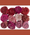 093 - Scialli in pashmina